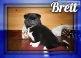 Brett Male Pomsky