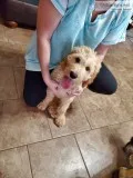 Goldendoodle puppies