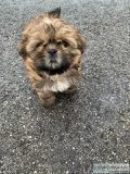 Shi Tzu