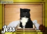 Jess Female Pomsky
