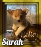 Sarah Female ACA Pembroke Welsh Corgi