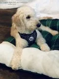 Golden Doodle (6mo.)