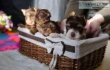 Chocolate Yorkshire Terrier