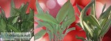 Plants Dance Cast Iron Plants - 4 Varieties