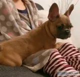 Beautiful lovinng French bulldog for new homes