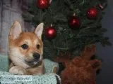 Shiba Inu Puppies