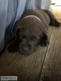 AKC Lab Puppies