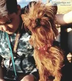 Stolen Dog