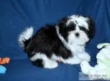 Shih Tzu Puppies - Champion Bloodlines