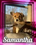 Samantha Female ACA Pembroke Welsh Corgi