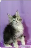 MAINECOON kittens