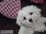 Maltese Puppies