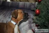 Boxer Puppies