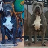 Pitbull Puppies