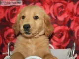 AKC Golden Retrievers