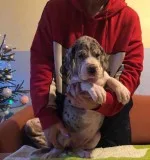 Great dane pups