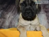 AKC Bull Mastiff Puppies