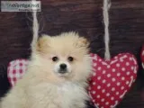 Pomeranian Puppies