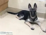 German Shepard for sale