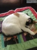 Beautiful cat