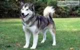 Alaskan Malamute male (18 months)