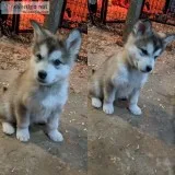 Alaskan Malamute Puppies Mr. Runty