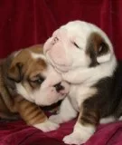 English bulldog puppies available to sale