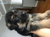 AKC Champion line GERMAN SHEPHERDS