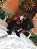 Frenchies puppies