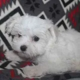 Maltese Puppies