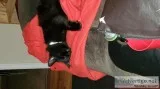 Looking for good home