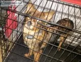 Free German Shepherd