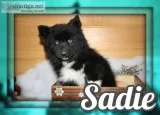 Sadie Female Pomsky