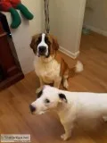 Female St.Bernard