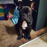 French Bulldog