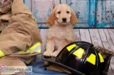 Goldendoodles