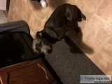 Grey haired blue eyed pit mix