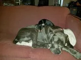 Cane Corso Free to Good Home