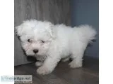 Maltese Puppies