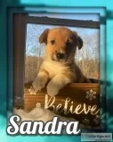 Sandra Female ACA Pembroke Welsh Corgi