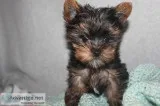 Yorkie Puppies