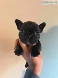 Frenchies