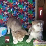 LabradorHusky Puppies