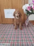 Akc standardpoodle