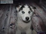 Husky Puppies