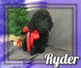 Ryder Male F1B Mini Goldendoodle