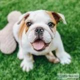 english bulldog pup for sale at a very affordable price