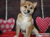 Shiba Inu