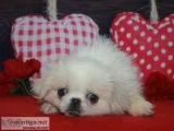 Pekingese Puppies