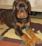 Doberman Pinscher puppies gorgeous outgoing socialized and vacci